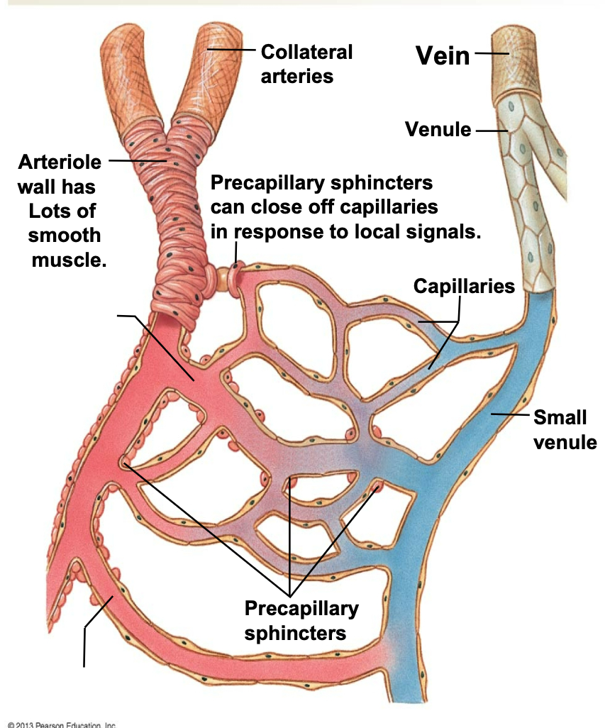 <ol><li><p>Exchange nutrients and gases between blood and ISF/cells</p><ol><li><p>Capillaries are leaky vessels for exchange</p></li></ol></li><li><p>Blood flow to capillaries is regulated by</p><ol><li><p>Vasoconstriction and vasodilation of arteriole smooth muscle</p></li><li><p>Precapillary sphincters – affected by local signals</p><ol><li><p>e.g. O2/CO2 levels, pH levels</p></li></ol></li></ol></li></ol>