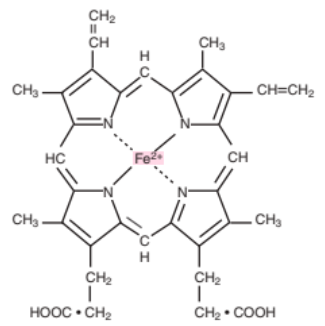<p>A central atom of divalent ferrous iron with a ring consisting of: <span style="color: rgb(149, 149, 149);">(atoms)</span></p><ul><li><p>Carbon (C),</p></li><li><p>Hydrogen (H), and</p></li><li><p>Nitrogen (N)</p></li></ul><p></p>