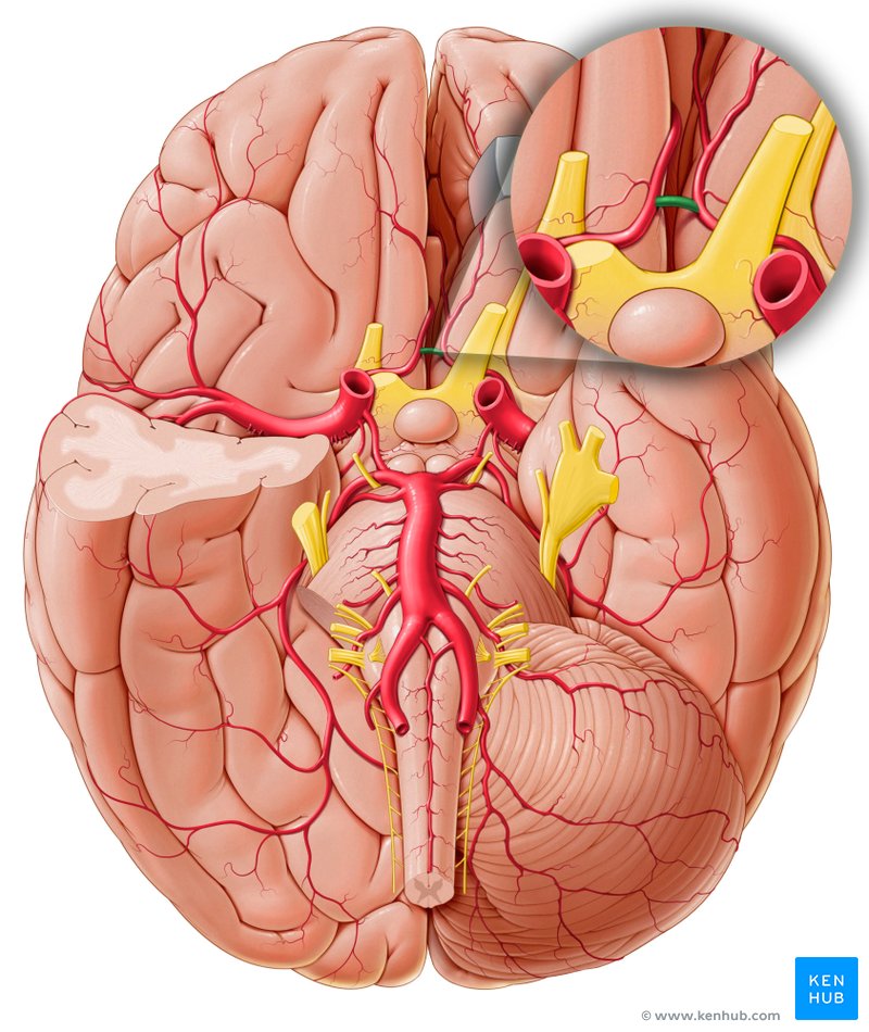 <p><span>an anastomosis called the </span><strong>anterior communicating artery</strong></p>