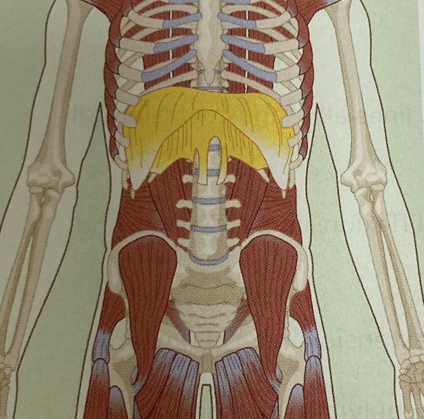 <ul><li><p>category: abdominal musculature</p></li><li><p>origin: ribs 6-12, xiphoid process, and L1-3</p></li><li><p>insertion: central tendon</p></li><li><p>isolated function: concentric pulls the central tendon inferiorly, increases volume in thoracic cavity</p></li><li><p>stabilizes the LPHC</p></li></ul><p></p>
