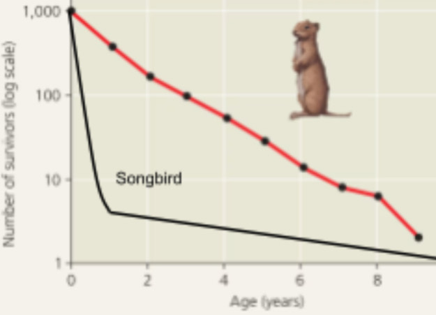 <p>The first part of the curve would fall sharply and then angle over</p>