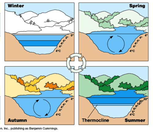 Lakes that overturn twice a year at 4°C in the spring and in the fall. In the summer, it has a warm epilimnion and in the winter it has a cold epilimnion.
