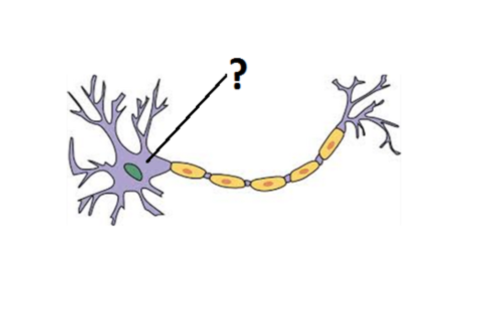 <p>cell body of a neuron, contains the <em>nucleus, organelles and essential metabolism</em></p>