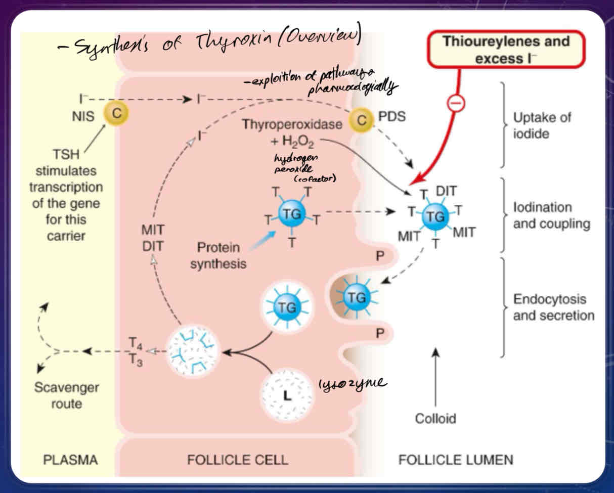 <p>iodide is incorporated into <strong>tyrosine</strong> residues to make thyroid hormone</p><ul><li><p>upon stimulation of the TSH receptors and changes of intracellular Ca2+, a sodium iodide transporter protein will be activated, bringing iodide and sodium into the cell</p></li><li><p>iodide ions combines with thyroperoxidase +hydrogen peroxide, which allows thyroglobulin-bound tyrosines to be incorporated into <strong>thyroglobulin</strong></p><ul><li><p>thyroglobulin is coupled with many molecules of tyrosine, which are transported to the lumin of the follicle</p></li></ul></li></ul><ul><li><p>produces monoidodinated and diiodinated thyronine, which are coupled together to produce <strong>T3</strong> and <strong>T4</strong></p></li><li><p>thyroglobulin molecule is taken back up by endocytosis, where it is packaged into lysosomes, where they then fuse with the extracellular membrane to release <strong>T3</strong> and <strong>T4</strong> into the bloodstream.</p></li></ul>