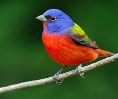<p>yo vi</p><p>Yo vi un pájaro en el jardín </p>