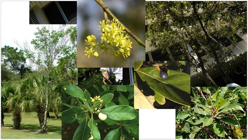 Family: Lauraceae 
Common: swamp bay 
Range: Native to NC, FL, W to TX, Coastal Plain.
Habitat: Hydric soils. Floodplains, pine flatwoods, wetter soils.
Height: Up to 50ft 
Persistence: Evergreen
Bark: Young stems feature thick pubescence; older stems brown black with sporadic pubescence. Rusty pubescence on new growth.
Leaves: Simple & alternate, dark green glabrous upper, light green glaucous lower, lanceolate-elliptic shape, entire margins, acute apex, cuneate-oblique base, pinnate venation, pubescence on midrib, aromatic when crushed.
Fruit: Dark blue drupe
Other: Pubescence on underside of leaf easily felt on lip. Laurel wilt. PUBESCENT AND PLEASANT
Tolerances: Mod shade, salt low to mod, mod fire, mod flood, low drought