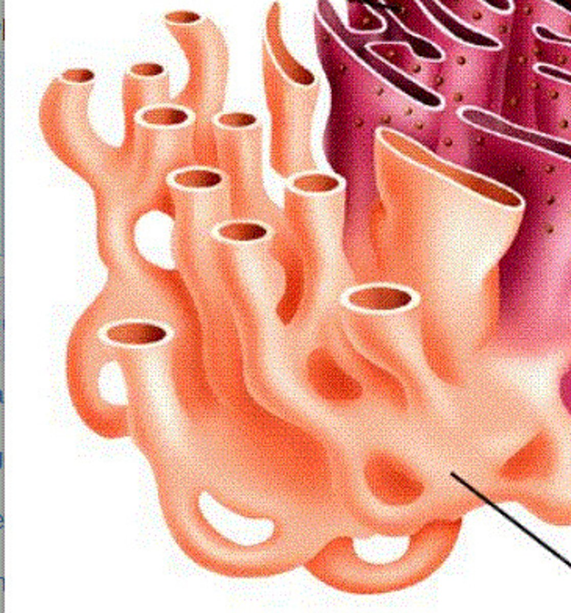 <p>Smooth endoplasmic reticulum</p>