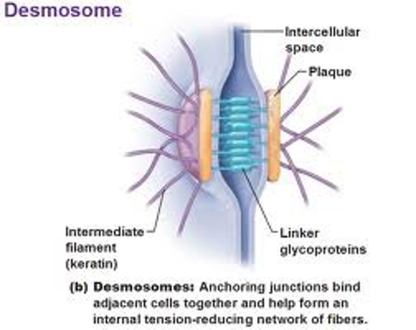 <p>Anchoring junctions that prevent cells from being pulled apart</p>