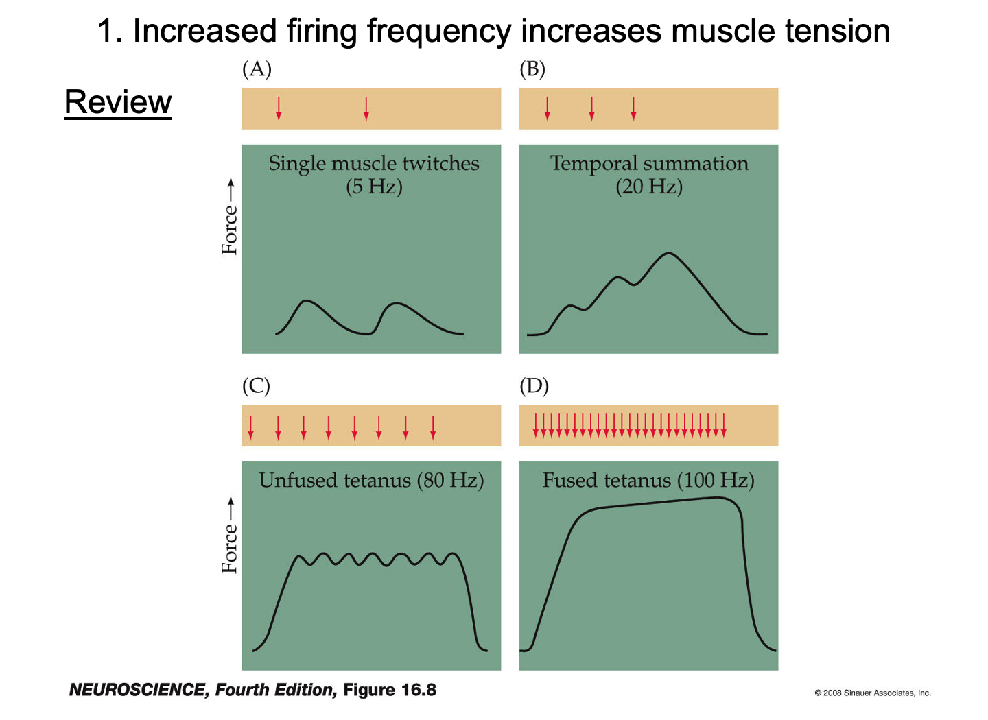 <p>At 80 Hz, twitches begin to blend, producing an <strong>unfused tetanus</strong> with some __________ between contractions.</p>