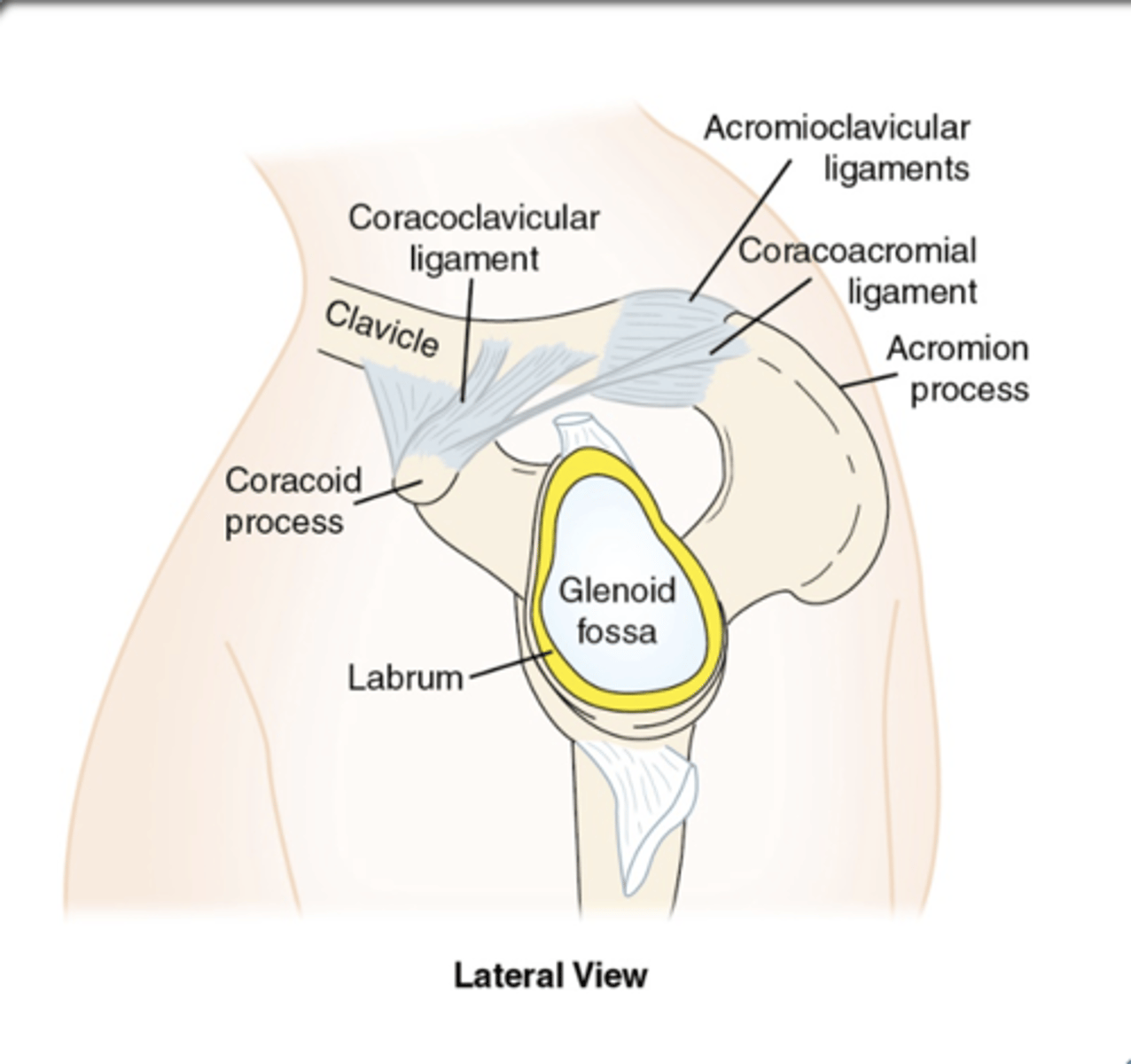 <p>- articulation of the acromion process of the scapula and the lateral (acromial) end of the clavicle</p><p>- synovial joint</p><p>- plane joint minimal motion</p>