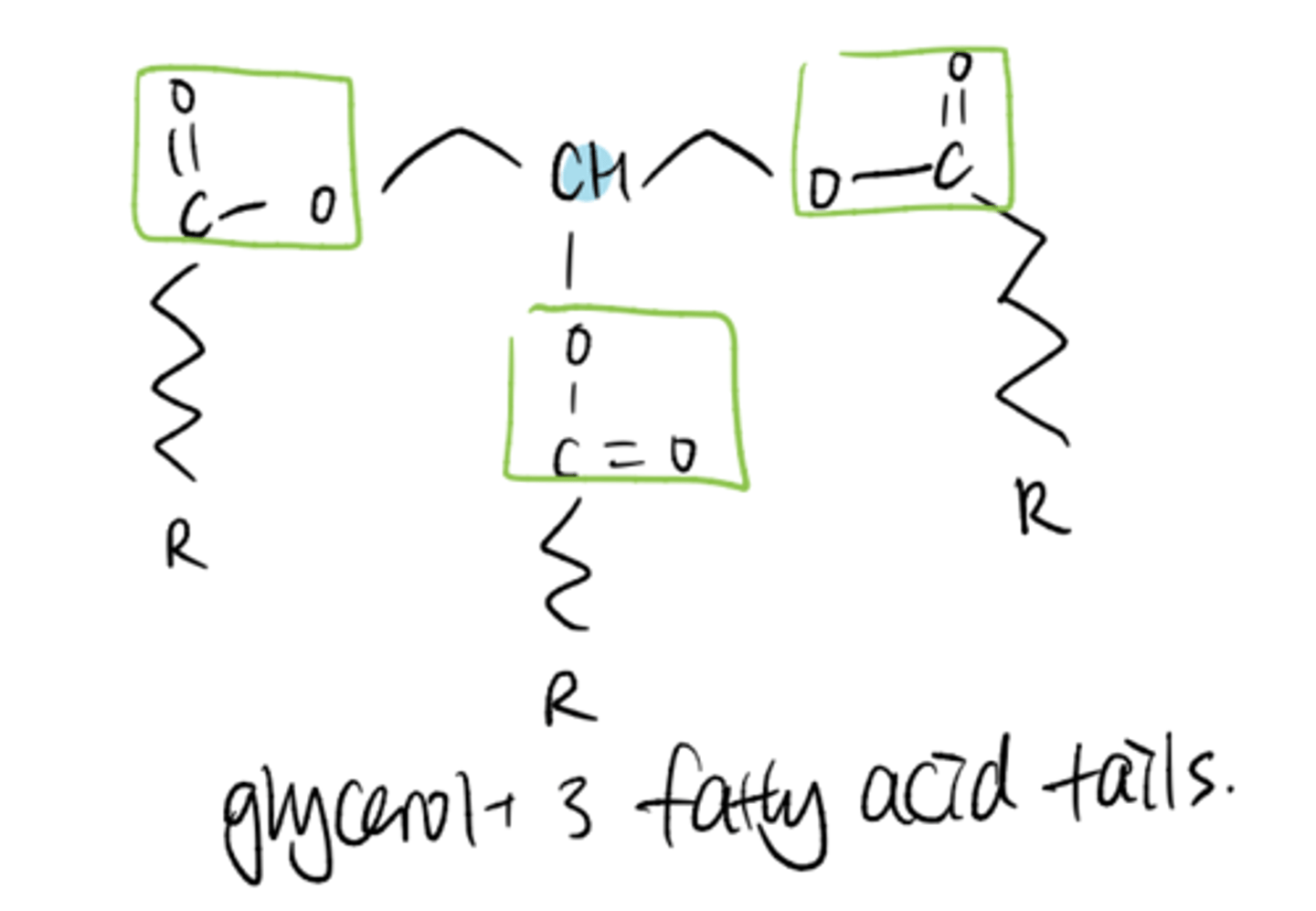 <p>three fatty acid tails + glycerol group</p>