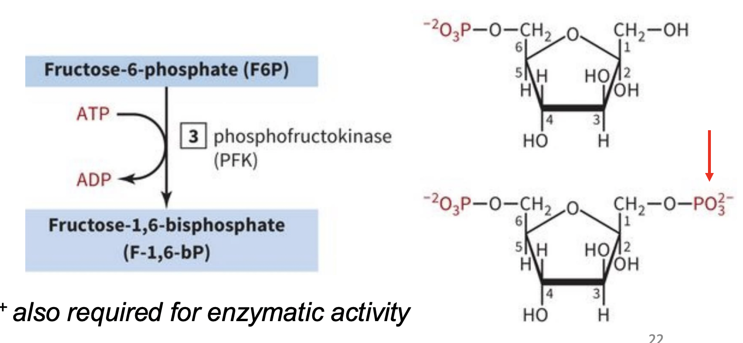 <p>INVESTMENT/PREPARATORY PHASE STEP 3: Phosphorylation of Fructose </p>