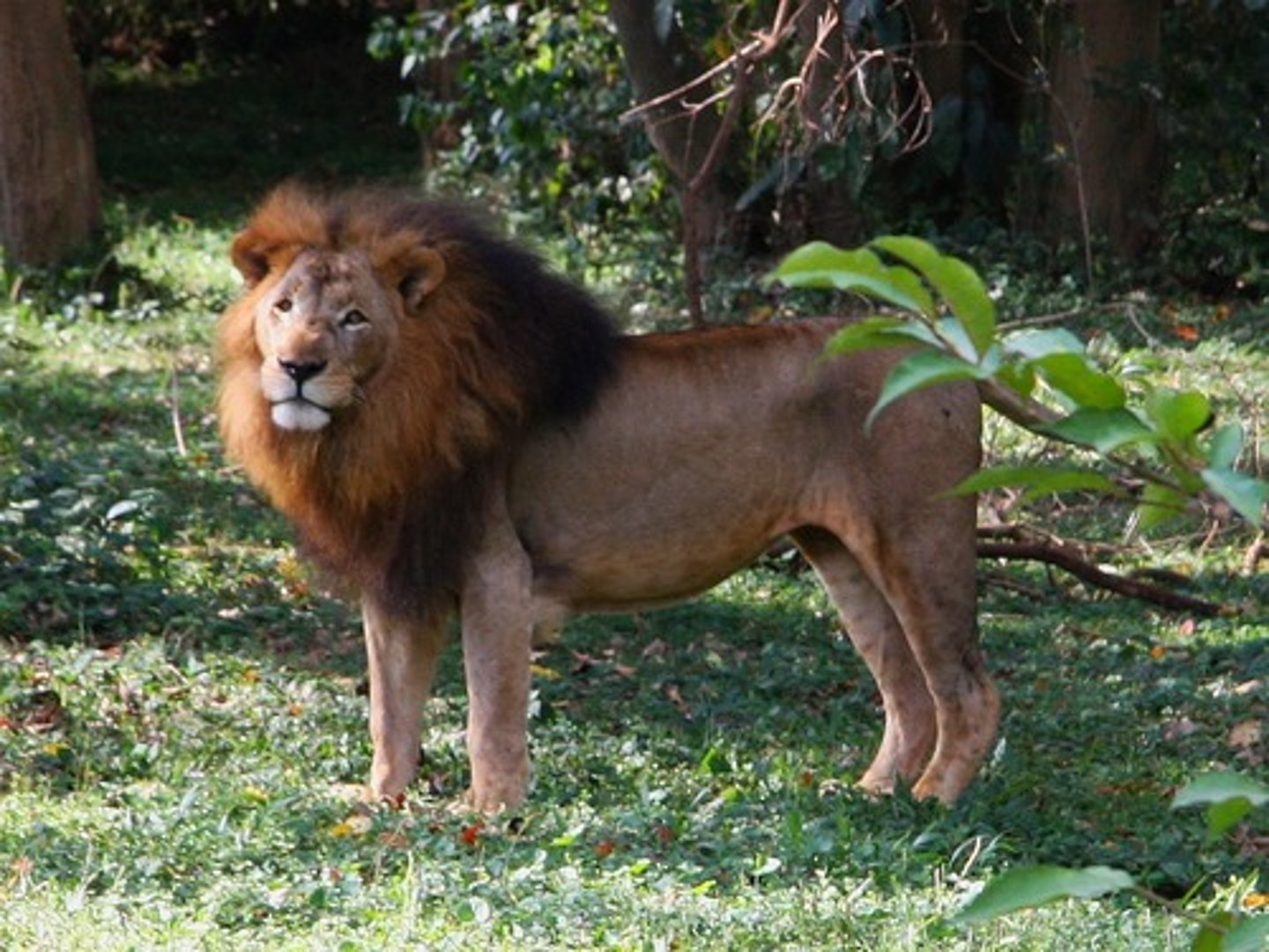 <p>lion</p>