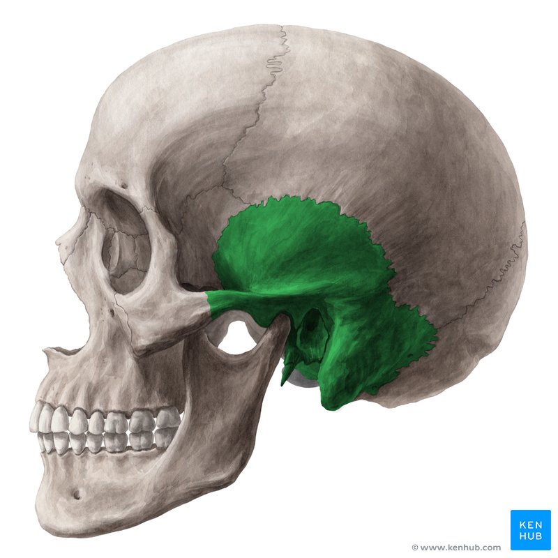 <p>lateral side of the head; below parietal bone</p>