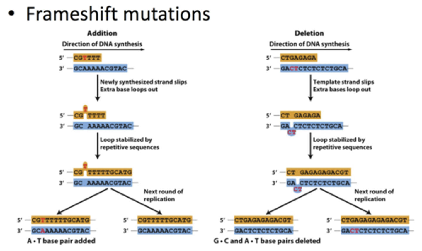 <p><b>errors in DNA replication</b><br>classified based on change that is occurring:<br>- <b>transitions:</b><br>-- purine =&gt; purine (ex. G-C =&gt; A-T)<br>-- pyrimidine =&gt; pyrimidine<br>- <b>transversions:</b><br>-- purine =&gt; pyrimidine (ex G-C =&gt; T-A)<br>-- pyrimidine =&gt; purine<br>- <b>frameshift mutations:</b> caused by additions or deletions<br>-- often occur in repetitive DNA sequences<br>-- during replication, strand slips and offsets other strand by 1<br>=&gt; extra base loops out</p>