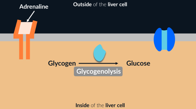 <ul><li><p>adrenaline binds to complementary receptors in the liver cells</p></li><li><p>activates enzymes that catalyse <strong>glycogenolysis</strong></p></li></ul><p></p>