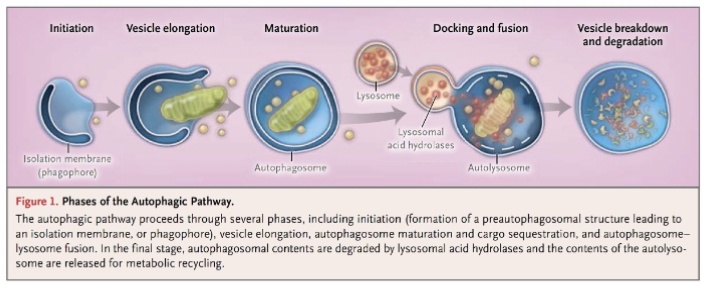 <p>Autophagosome formation → lysosome recruitment → autolysosome → digestion and release by exocytosis</p><ul><li><p>decomposition of intracellular components via lysosomes</p></li><li><p>plays an important role in maintaining/regulating homeostasis by degrading components and providing degraded products</p></li></ul><ol><li><p>Isolation membrane derived from ER <strong>engulf</strong> target organelles to form an <strong>autophagosome</strong> (also known as <strong>autophagic vesicle</strong>)</p></li><li><p>Lysosome fuses with ER-derived autophagic vesicle to form an <strong>autolysosome</strong>.</p></li><li><p>Content of autolysosome is enzymatically digested and released (exocytosis)</p></li></ol><p></p>