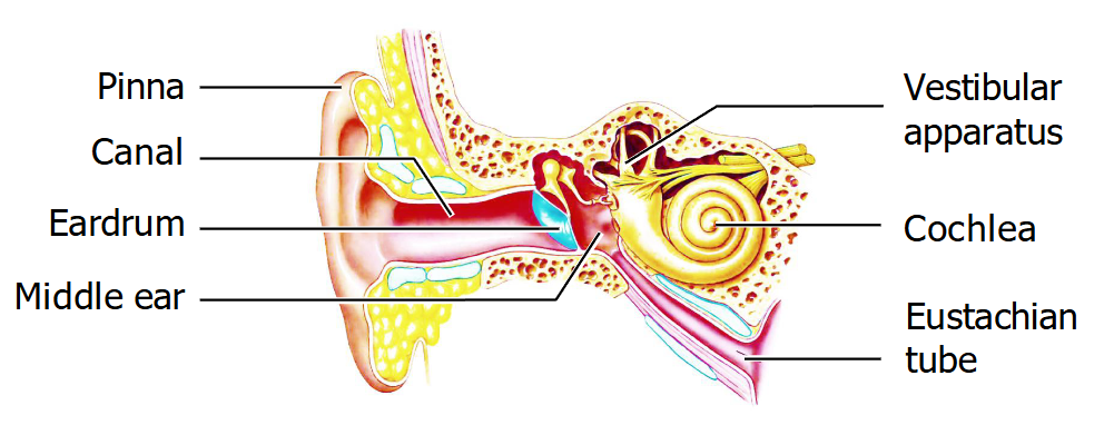 <p>The ear has 3 parts</p><ul><li><p>External ear: Pinna and ear canal, and is sealed at the end by the tympanic membrane (ear drum)</p></li><li><p>Middle ear: Air-filled space made of 3 bones (malleus, incus, stapes) that take vibrations to the oval window. Connected to the pharynx by the Eustachian tube. </p></li><li><p>Inner ear: Cochlea for hearing and the vestibular apparatus for equilibrium</p></li></ul><p></p>
