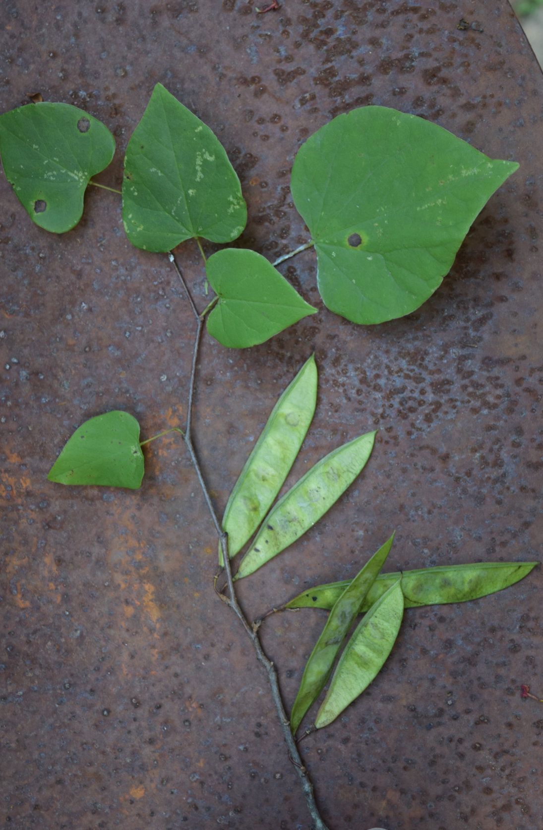 <p>eastern redbud</p>