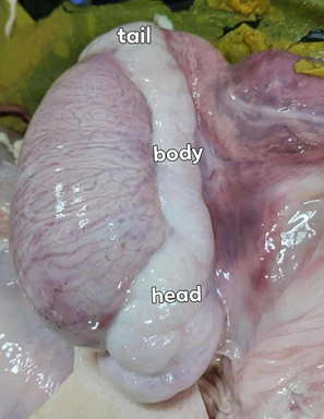 <p>Give the specific name of the organ and the specie it came from</p>