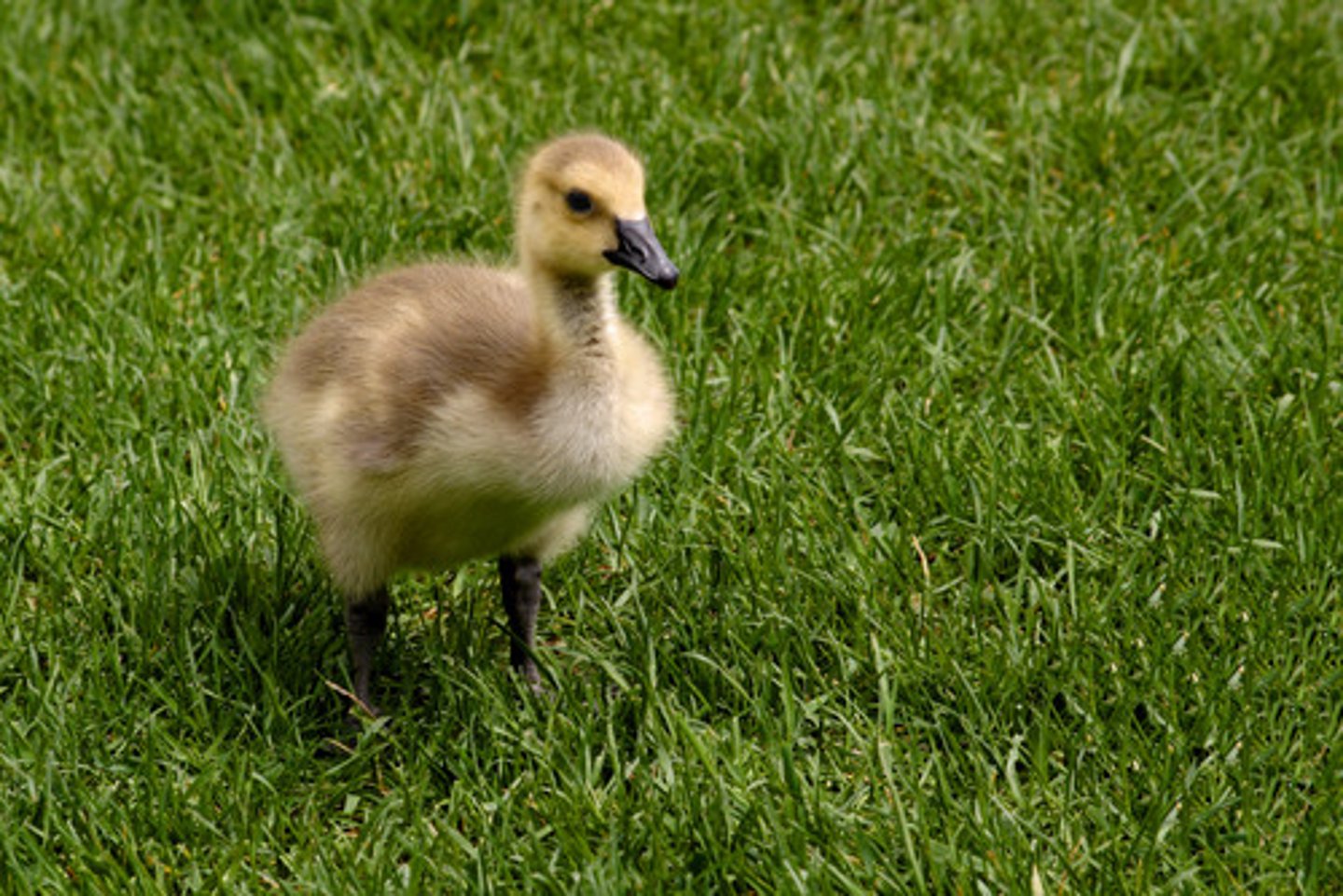 <p>many eggs produced; long incubation; young can move about and feed themselves as soon as they hatch; Ex: Ducks and chickens</p>