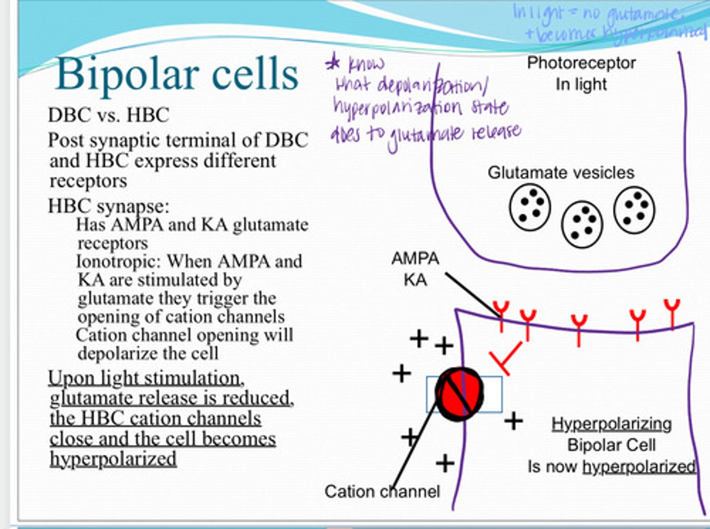 <p>Upon light stimulation, what happens to the hyperpolarizing bipolar cell?</p>