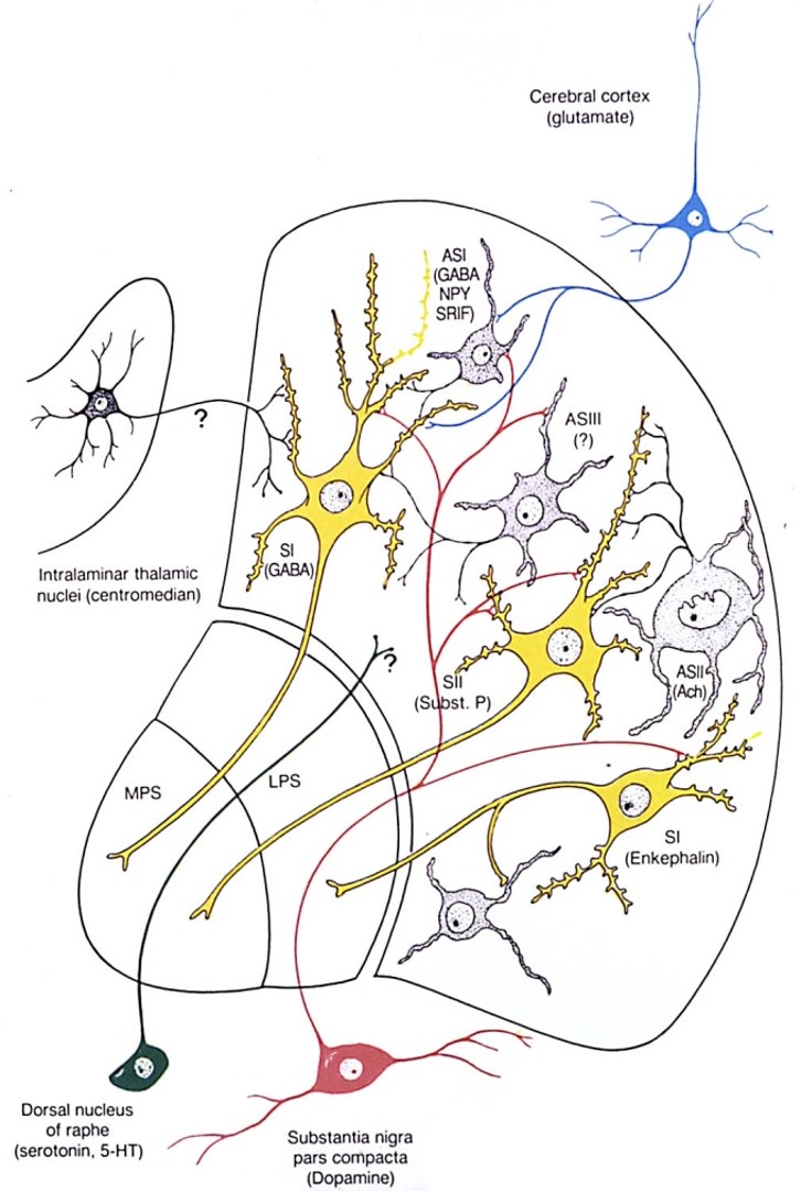 <p>the basal ganglia contain two parallel pathways: <span style="color: red;"><strong>direct and indirect</strong></span></p>