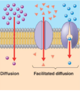 <p>doesn’t use energy, but instead relies on the concentration gradient (higher concentration outside to lower concentration inside)</p>