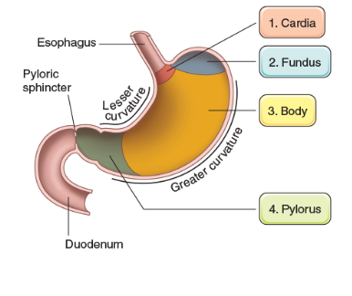 <ul><li><p>bottom part of stomach that attaches to the duodenum and helps produce mucus </p></li></ul><p></p>