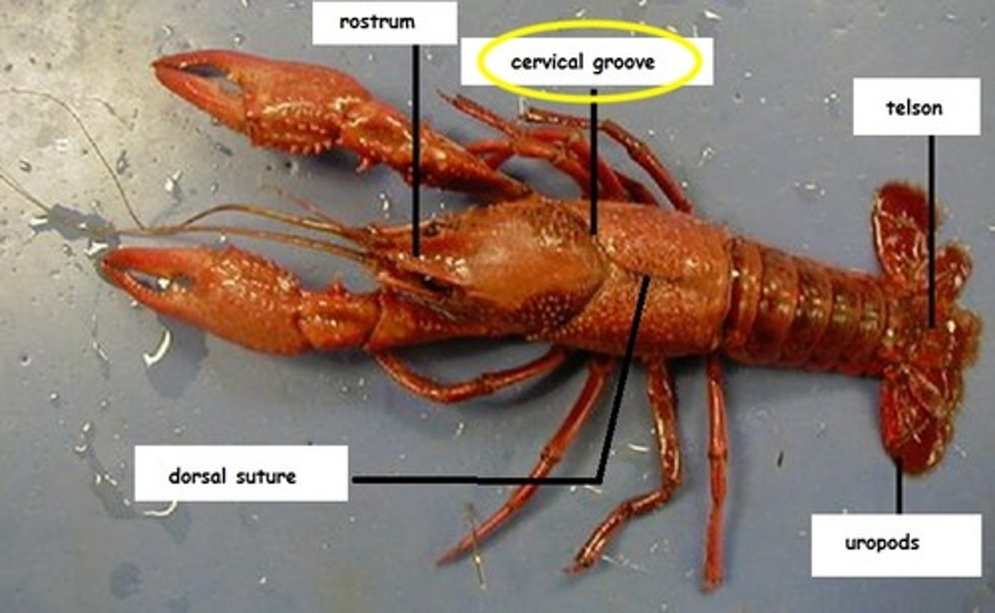 <p>separates the head and the thoracic regions.</p>