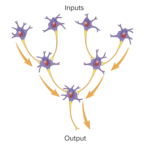 <ul><li><p>Multiple neurons converge upon and synapse with smaller number of neurons</p></li><li><p>Allows different parts of the nervous system to activate or inhibit the activity of neurons</p></li></ul><p></p>