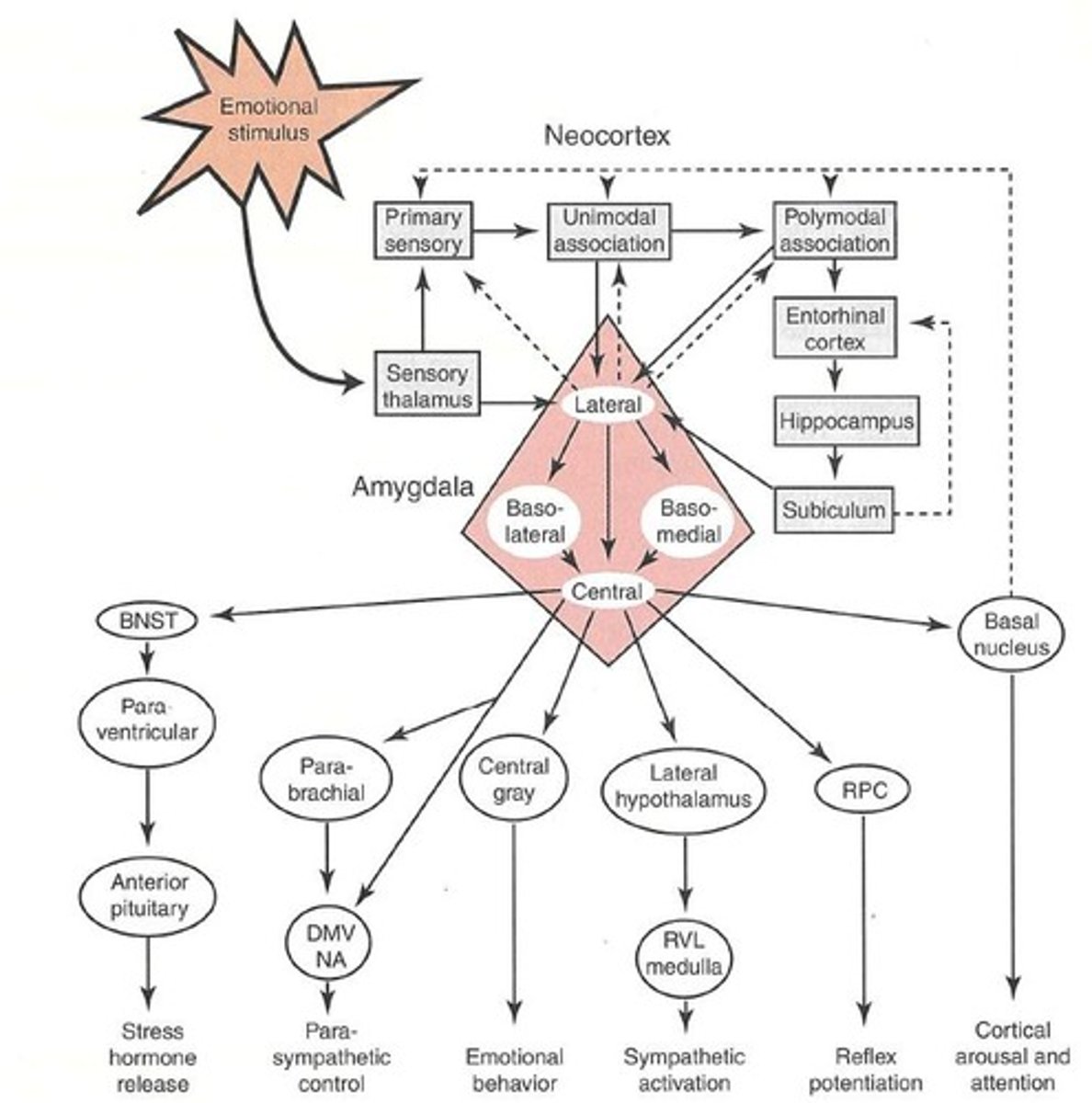 <p>The amygdala is crucial for processing fear and other emotions, with lesions disrupting fear responses.</p>