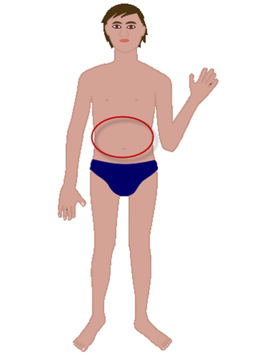 <p>stomach, belly</p>