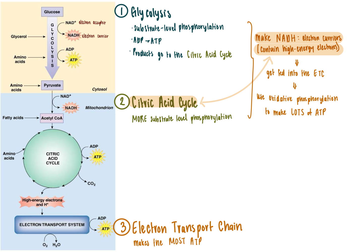 <ul><li><p><strong>Cellular Respiration STEPS</strong></p><ol><li><p><u>Glycolysis</u></p><ul><li><p>Substrate-level phosphorylation (ADP → ATP)</p></li></ul></li><li><p><u>Citric Acid Cycle</u></p><ul><li><p>substrate-level phosphorylation</p></li><li><p>produces NADH &amp; FADH<sub>2</sub></p></li></ul></li><li><p><mark data-color="green" style="background-color: green; color: inherit"><u>Electron Transport Chain</u></mark></p><ul><li><p>MAKES THE MOST ATP </p></li><li><p>oxidative phosphorylation (uses O<sub>2</sub>)</p></li></ul></li></ol></li></ul><p></p>