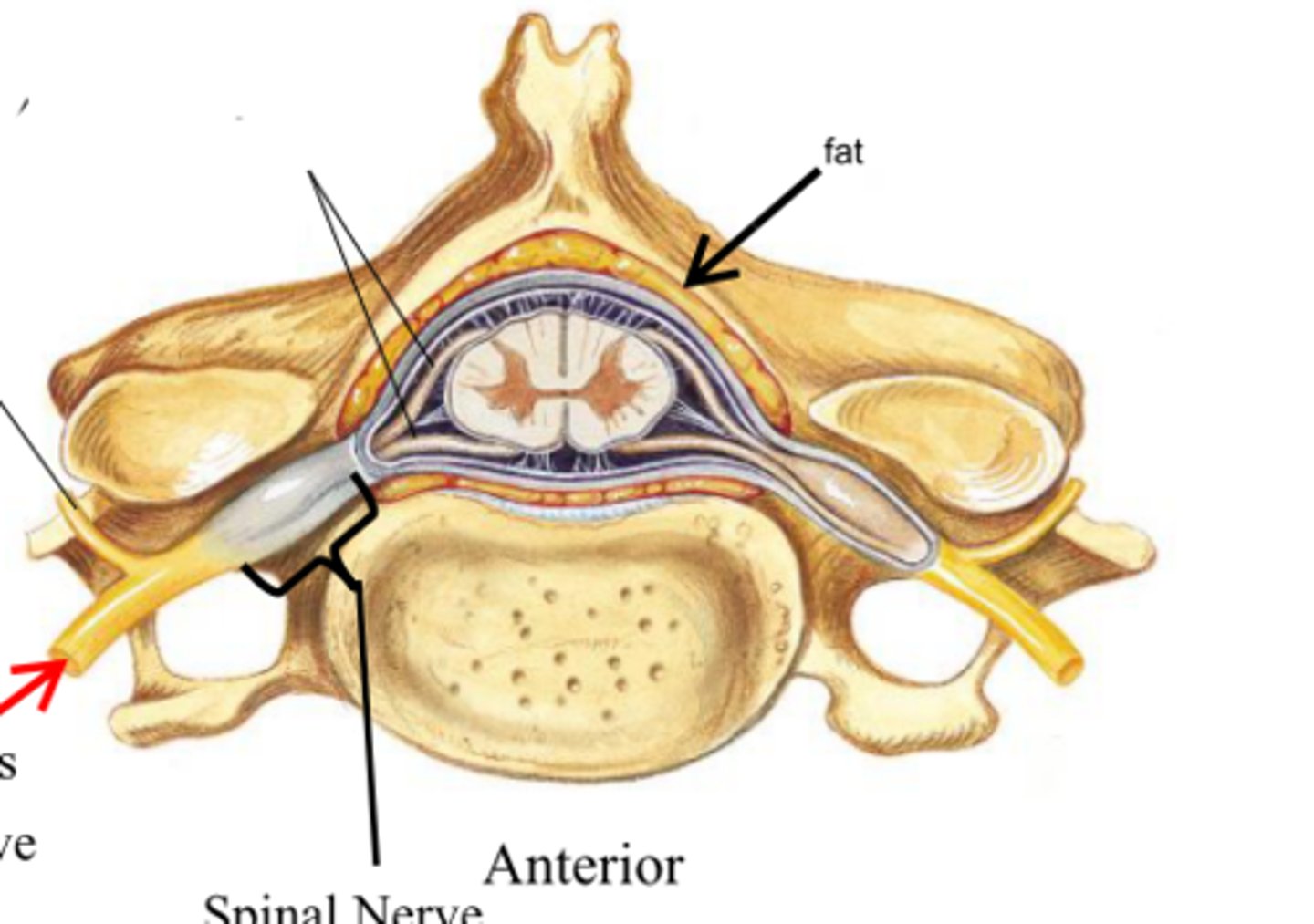 <p>•Splits into multiple other branches</p><p>•At different levels, this ramus innervates anterior and lateral trunk, upper limb, lower limb</p><p>•Participates in plexuses</p>
