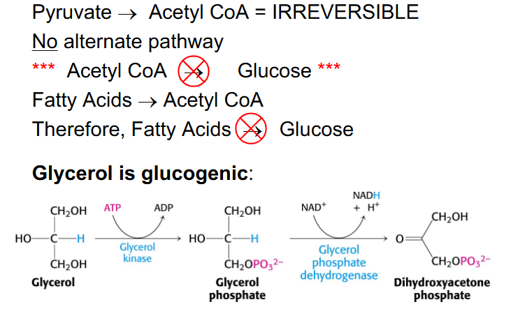 <p>Glucose from Fats</p>