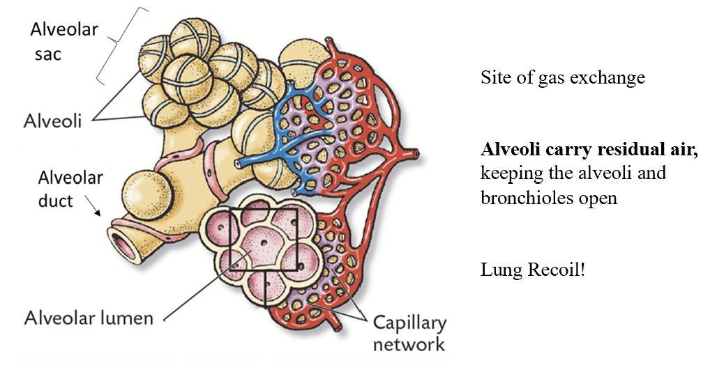 <p>The functional unit of the lung - site of gas exchange. They are VERY small - microscopic!</p><p>Look like a grape cluster made of a single layer of epithelial cells. Surrounded by a network of tiny blood vessels (capillaries).&nbsp;Carry residual air, which helps in the assistance to keep themselves and bronchioles open - lung recoil.</p><p>Oxygen-rich air in alveoli and capillaries that bring de-oxygenated blood to the alveolus → filtering, detoxification of blood.</p><p>Terminal bronchiole ends with alveolar duct.</p>