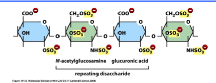 <p>repeating diassacharides </p><ul><li><p>one sugar: GlcNAc or GalNAc </p></li><li><p>other sugar: D-glucoronic acid, L-iduronic acid or D-galactose </p></li></ul><p></p>