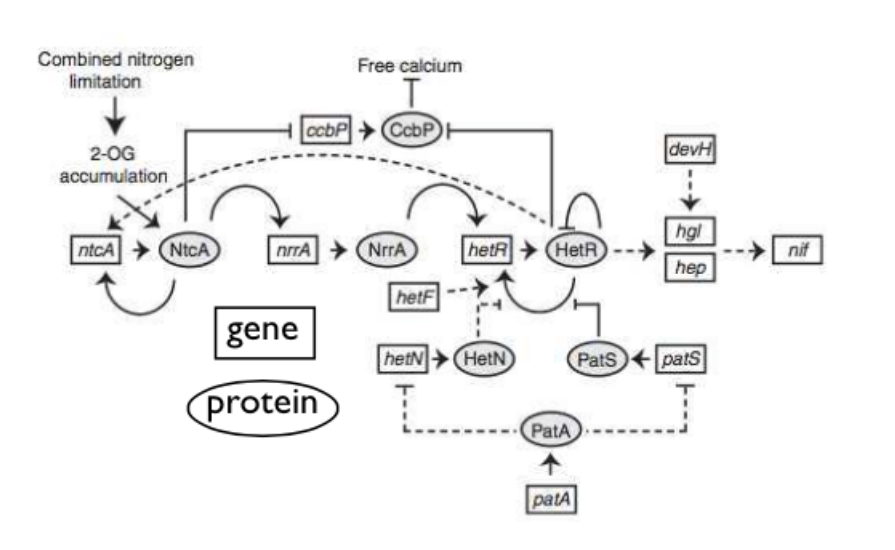 <p>In the network below we see the functional relationships network of transcription factors, the genes encoding them, environmental factors and the genes responsible for a complex bacterial phenotype called heterocyst formation (hgl, hep, and nif). Which interpretation of the figure is most reasonable?</p>