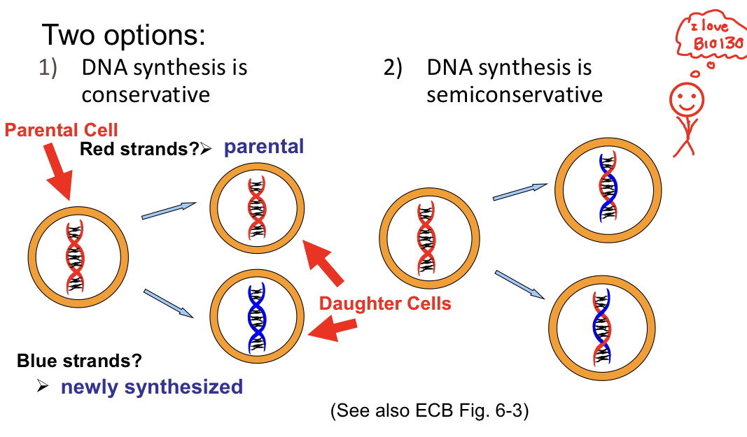 Conservative

* Parental Cell makes one pure daughter cell and one newly synthesized daughter cell

SemiConservative

* Parental Cell makes two daughter cells that are both half newly synthesized and half parental strand