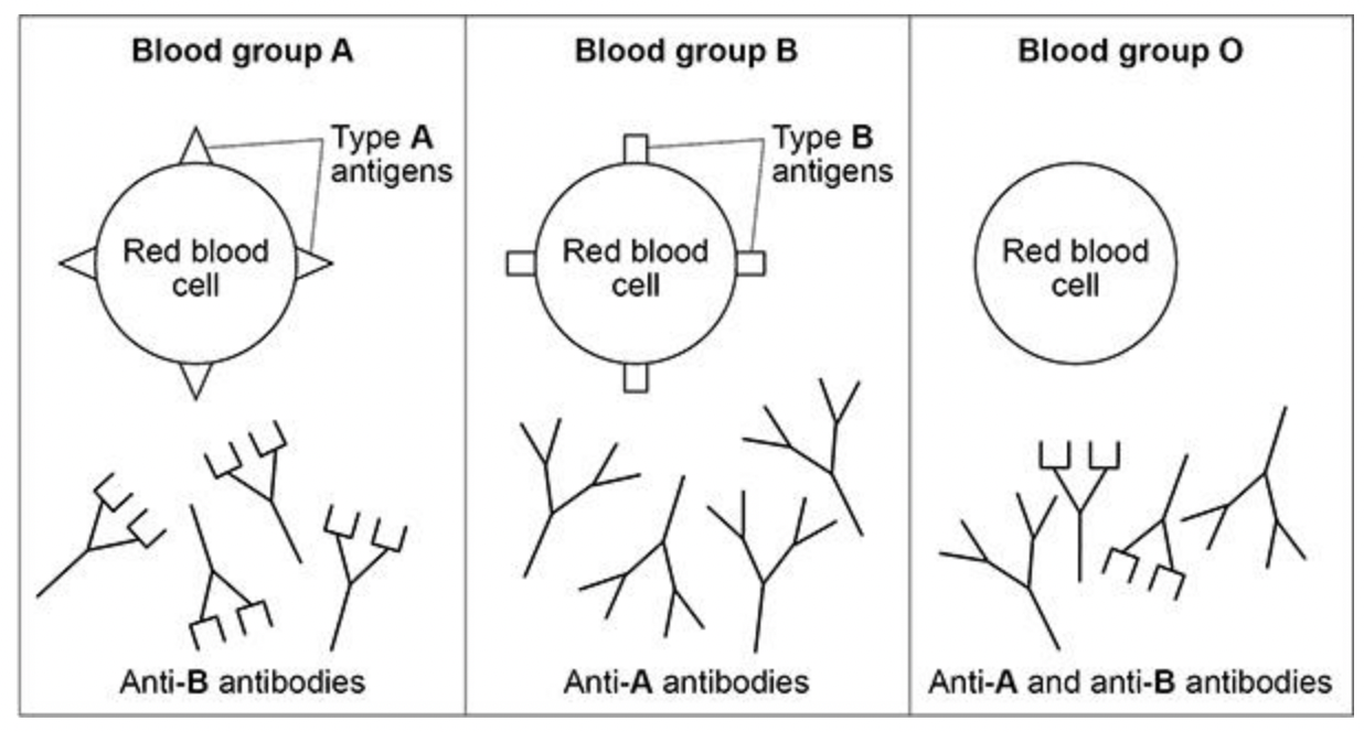 <p>Explain why blood group O red blood cells can be given to patients with any blood group.</p>