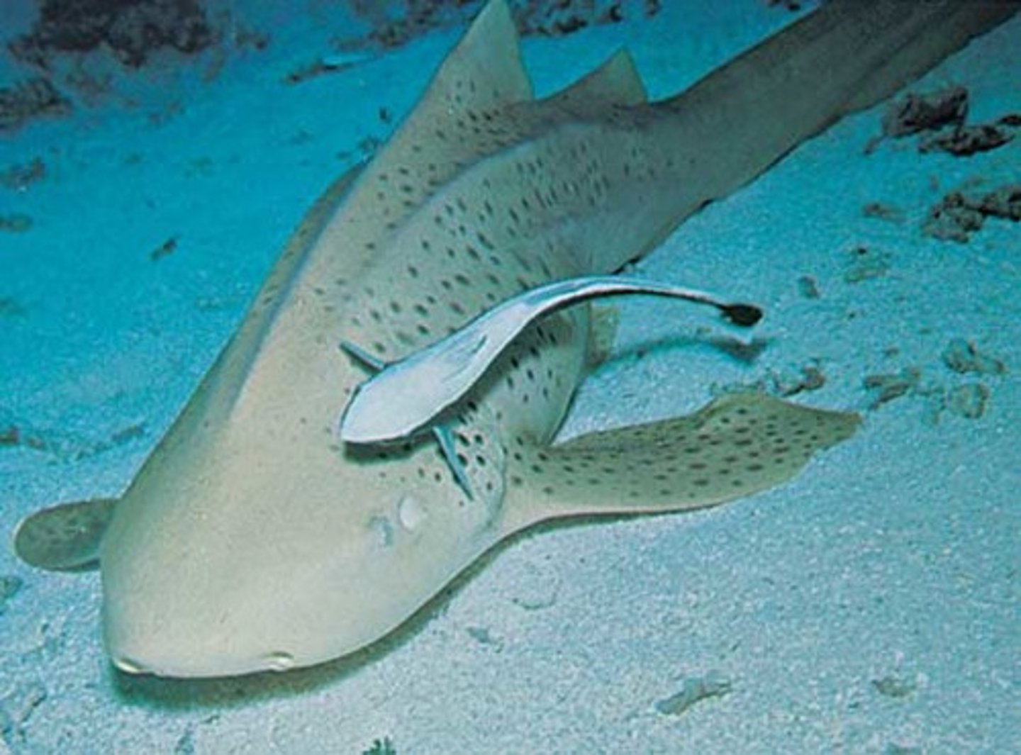 <p>A relationship between two organisms in which one organism benefits and the other is unaffected</p>