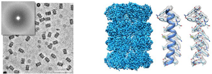 <ul><li><p>larger complexes can be visualized (>100 kDa)</p></li><li><p>thin layer of protein solution is prepared on fine grid and frozen (cryo) very quickly to trap molecules in ensemble of orientations</p></li><li><p>high powered microscopes measure beam of electrons that pass through protein sample. Diffraction in beam can be used to elucidate structure </p></li><li><p>structure of single particle can be obtained and multiple structures are averaged out to build 3D representation of protein</p></li></ul>