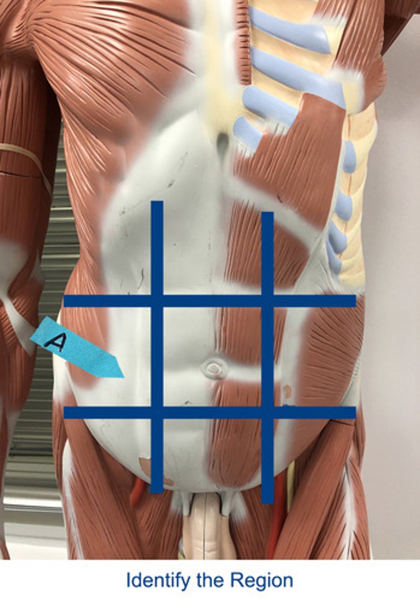 <p>Identify the area indicated by the arrow.</p>
