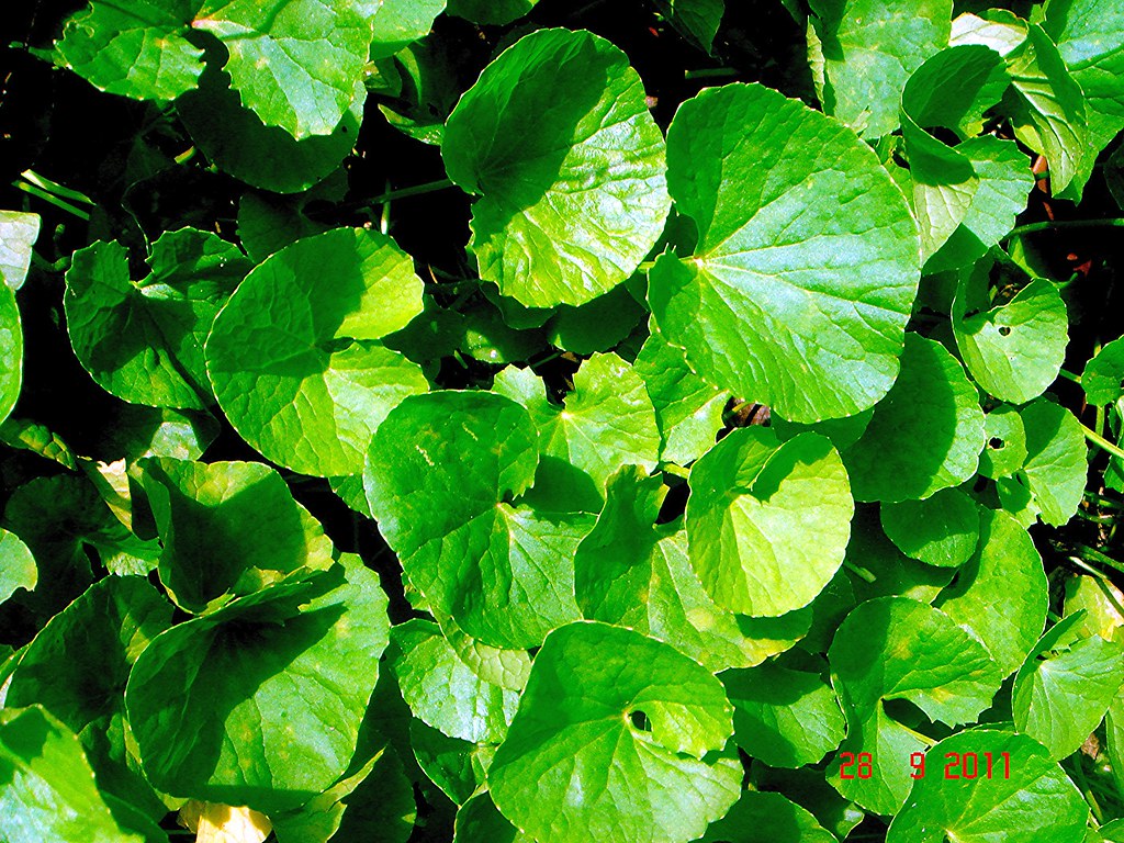 <p>Biological Origin: <strong><em>Centella asiatica </em>(L.) Urb. (Apiaceae)</strong></p><p>Common Name: <strong><u>Asiatic pennywort/Gotu Kola/Takip Kuhol</u></strong></p><p>Part used: <strong>Leaf, Roots, Seeds</strong></p><p>Medicinal use:</p><ul><li><p><strong><u>Component of skin-care products</u></strong></p></li><li><p><strong><u>Increases cognitive activity</u></strong></p></li></ul><p><strong>●&nbsp;&nbsp;&nbsp;&nbsp;&nbsp;&nbsp; <u>Wound-healing</u></strong></p><p>Secondary metabolites:</p><ul><li><p><strong><u>Cardiac glycoside (asiaticosides)</u></strong></p></li><li><p><strong><u>Triterpeoid saponin or spaonins or saponin glycosides (asiaticosides)</u></strong></p></li></ul>