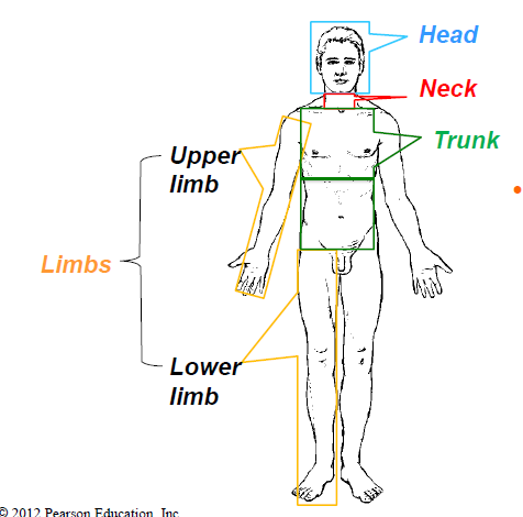 <p>Head, Neck, Trunk, and limbs</p>