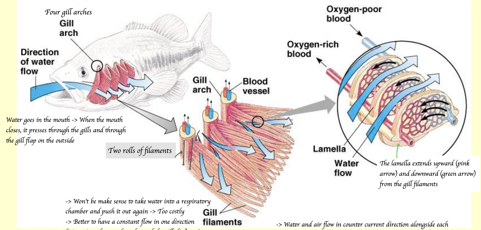 <p>B + C: Gill arch </p><p>D, F: Deoxygenated blood </p><p>E: Oxygenated blood </p><p>A, G: Direction of water flow </p><p>H: Gill lamella </p><p>I: Gill filament </p>