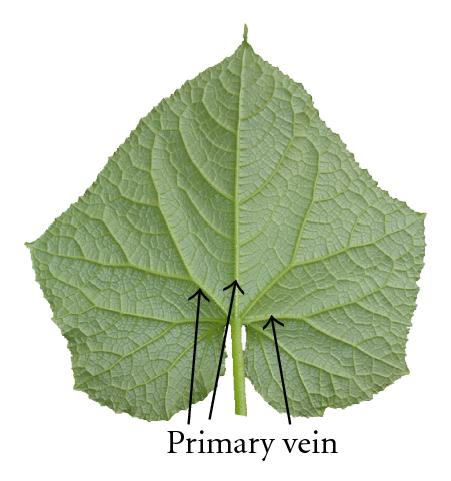 <p>Main vein extends to from the base to the top of the leaf and secondary veins branching off along the main vein.</p>