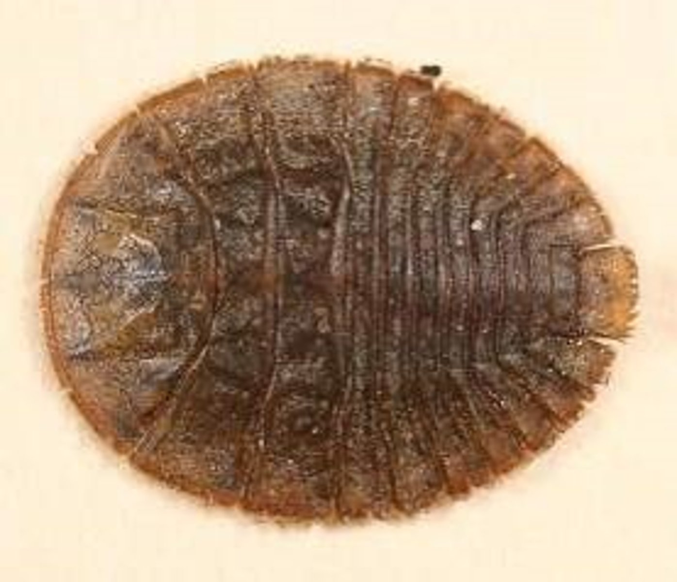 <p>segmented abdomen w/ tiny feathery gills, circular, suction to rocks where it eats algae by using rasps on legs</p>