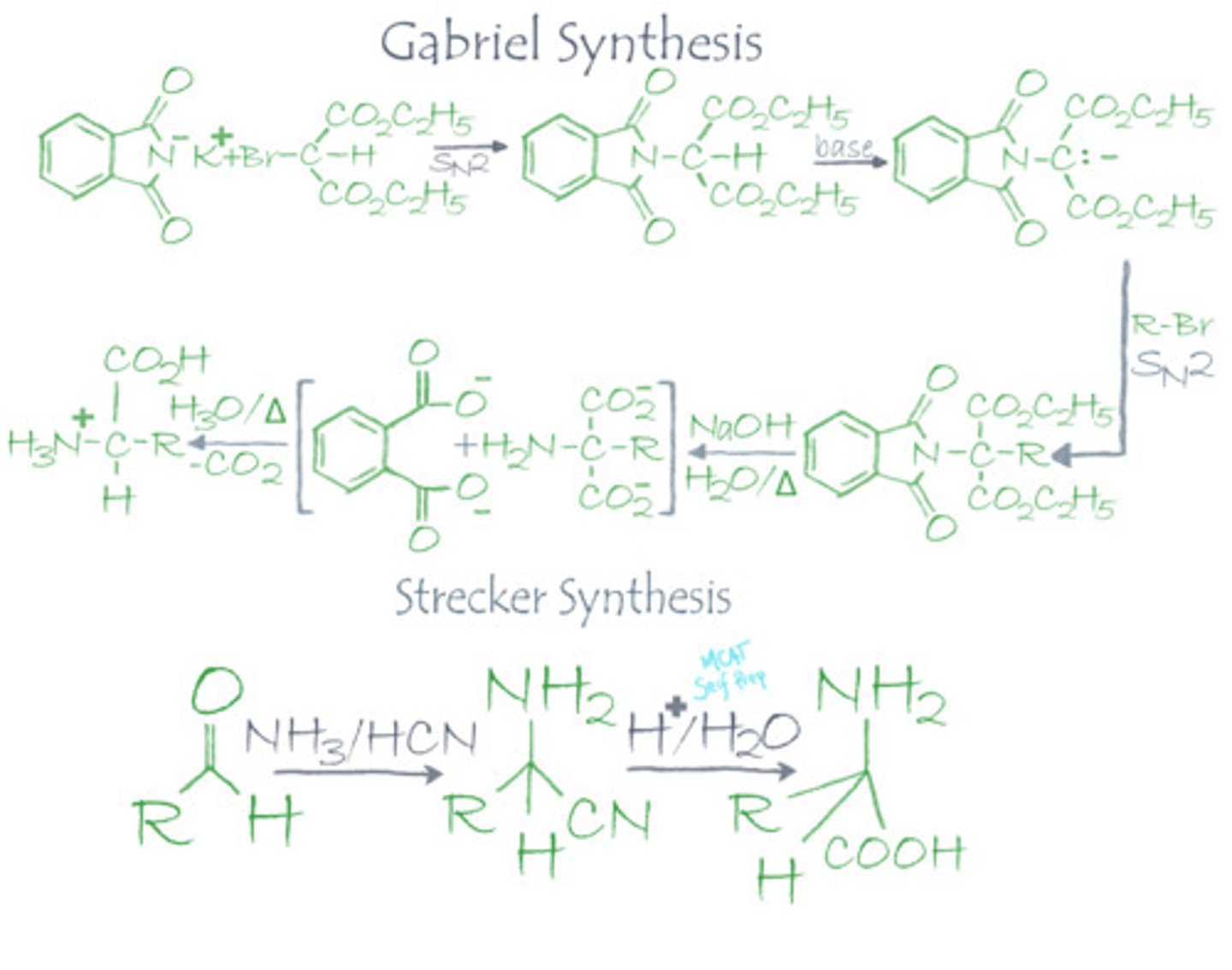 <p>The gabriel synthesis starts with N-pthalamidomalonic ester "Thad", which protects both the amine group and carboxylic acid. The alpha-carbon will be alkylated, hydrolyzed, and then heated for a decarboxylation.</p><p>The strecker synthesis is much more simple and efficient. It starts with ammonia, KCN, and an aldehyde/ketone. The aldehyde/ketone and ammonia will react to form an imine, which in acid with KCN will form a nitrile, and hydrolysis in acid will yield the alpha-amino-acid.</p>